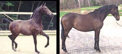 PRE andalusian for sale